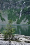 Subalpine Fir on log jam at Rainy Lake outlet w/ waterfall bkgnd