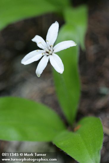 Clintonia uniflora