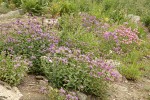 Cascades Penstemon