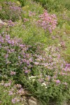 Cascades Penstemon