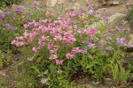 Cascades Penstemon