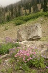 Cascades Penstemon