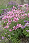 Cascades Penstemon