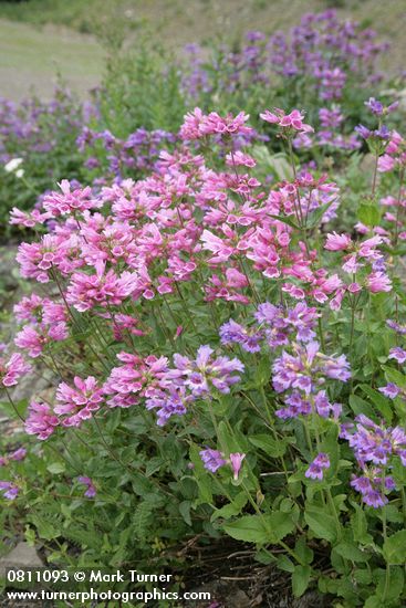 Penstemon serrulatus