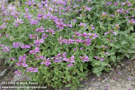 Penstemon serrulatus