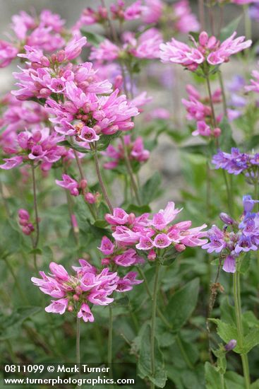 Penstemon serrulatus