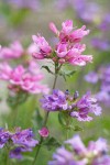 Cascades Penstemon blossoms