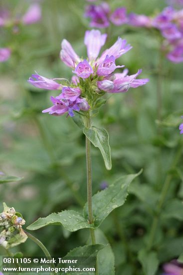 Penstemon serrulatus