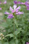 Cascades Penstemon blossoms & foliage