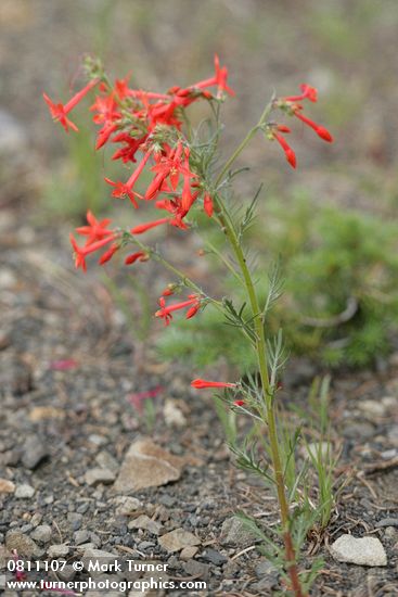 Ipomopsis aggregata