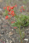 Scarlet Gilia