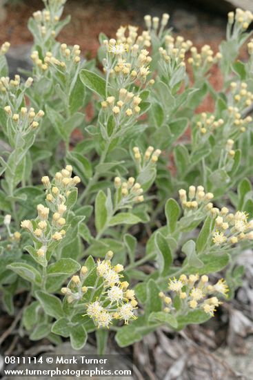 Luina hypoleuca