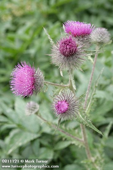 Cirsium edule