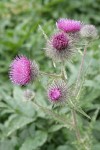Indian Thistle