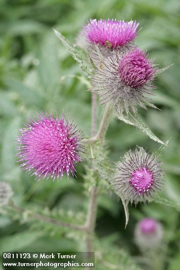 Cirsium edule