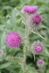 Indian Thistle