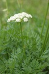 Gray's Lovage blossoms & foliage