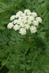 Gray's Lovage blossoms