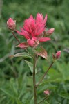 Giant Red Paintbrush