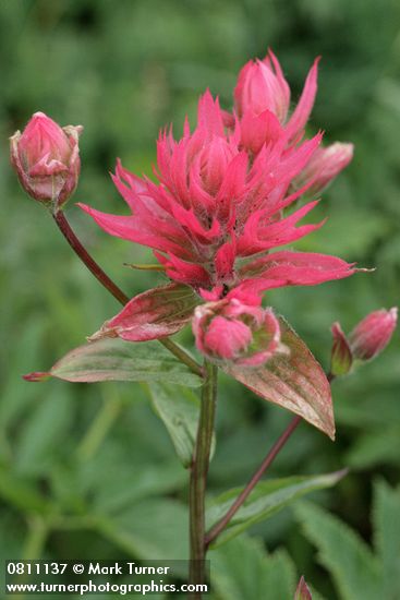 Castilleja miniata