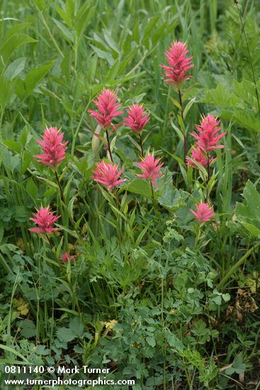 Castilleja miniata