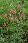 Giant Red Paintbrush