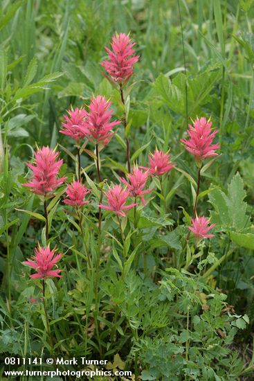 Castilleja miniata