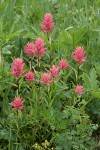 Giant Red Paintbrush