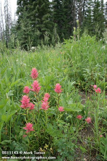 Castilleja miniata