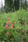 Giant Red Paintbrush in meadow habitat