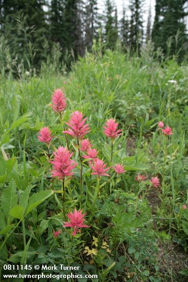 Castilleja miniata