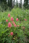 Giant Red Paintbrush in meadow habitat