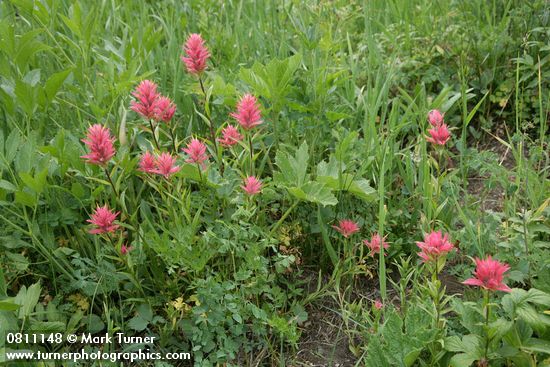 Castilleja miniata