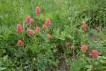 Giant Red Paintbrush in meadow habitat