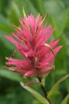 Giant Red Paintbrush bracts & blossoms detail