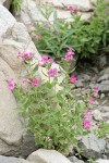 Lewis's Monkeyflower