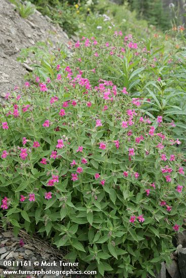 Erythranthe lewisii