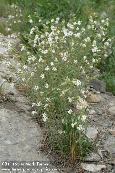 Silene parryi