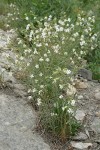 Lewis's Monkeyflower