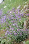 Cascades Penstemon