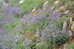 Cascades Penstemon