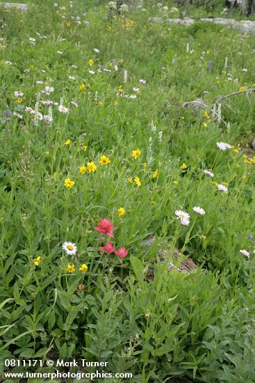 Castilleja miniata; Arnica latifolia; Erigeron peregrinus; Stenanthium occidentale; Platanthera dilitata