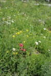 Wet meadow w/ Giant Red Paintbrush, Mountain Arnica, Subalpine Daisies, Bronze Bells, Bog Candles