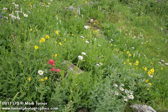 Castilleja miniata; Arnica latifolia; Erigeron peregrinus; Stenanthium occidentale; Platanthera dilitata