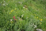 Wet meadow w/ Giant Red Paintbrush, Mountain Arnica, Subalpine Daisies, Bronze Bells, Bog Candles