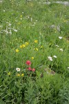 Wet meadow w/ Giant Red Paintbrush, Mountain Arnica, Subalpine Daisies, Bronze Bells, Bog Candles