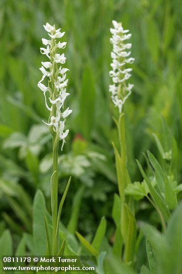 Platanthera dilitata