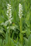 White Bog Orchids