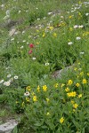 Meadow w/ Giant Red Paintbrush, Mountain Arnica, Subalpine Daisies