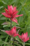 Giant Red Paintbrush